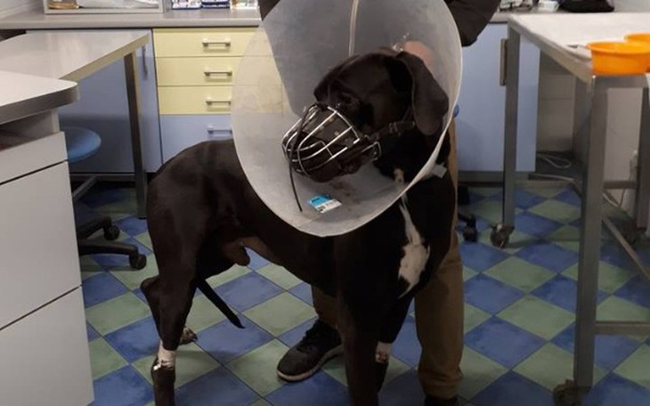 Zbiórka Skręt żołądka doga Dante - zdjęcie główne