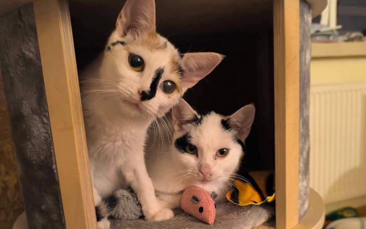 Dwa koty w domku dla zwierząt, ciekawie spoglądają na otoczenie.