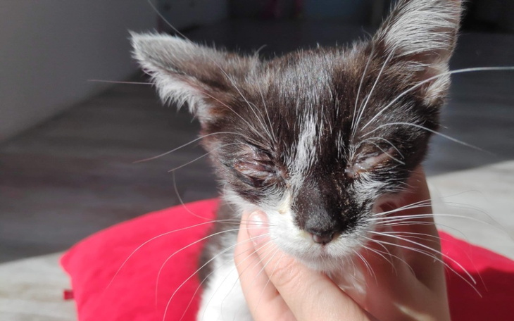 Zbiórka Lili z chorymi oczkami - zdjęcie główne