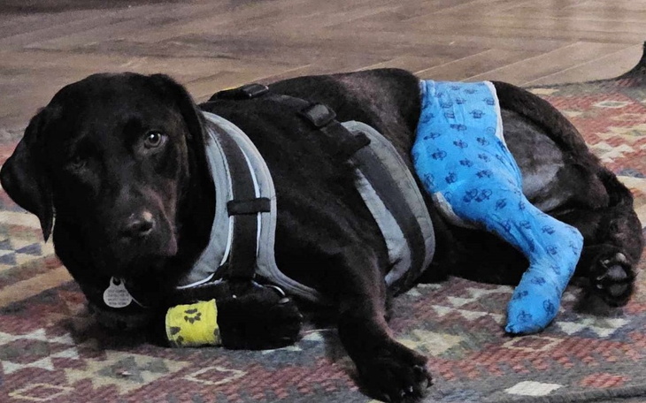 Zbiórka Leczenie łapek Majeczki - zdjęcie główne