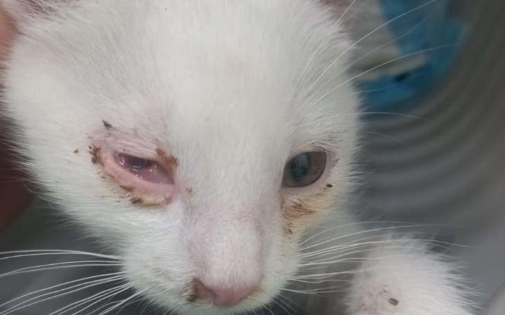 Zbiórka Na ratunek Jasmince i jej dzieci - zdjęcie główne