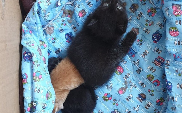 Zbiórka kocie dzieciaki - zdjęcie główne