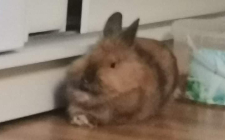 Królika leżącego na podłodze w domowym otoczeniu.