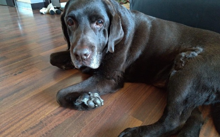 Zbiórka 10 urodziny Pako.Prośba o pomoc - zdjęcie główne