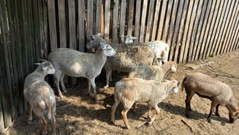 Zbiórka Dla owieczek i kózek. - miniaturka zdjęcia