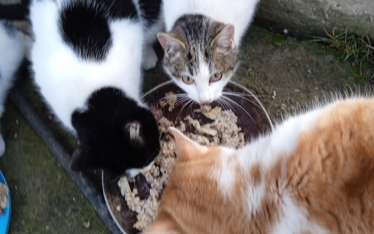 Trzy koty jedzą z miski, skupione na jedzeniu.