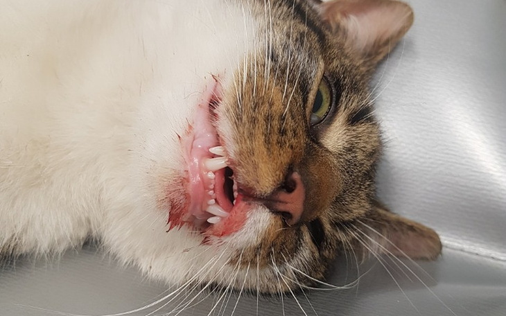 Zbiórka Horni - zdjęcie główne