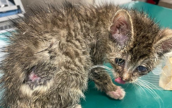 Mały kotek po wypadku, potrzebujący pomocy weterynaryjnej.