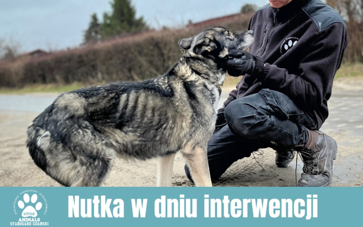 Zbiórka Ratunek dla zagłodzonych psów - zdjęcie główne