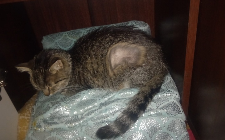 Zbiórka Zabija mnie Zapalenie otrzewnej - zdjęcie główne