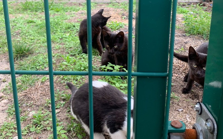 Zbiórka Pomóż nam kastrować bezdomność - zdjęcie główne
