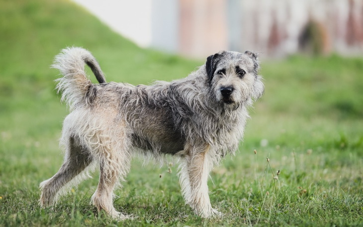 Zbiórka Kojec dla Atosa - zdjęcie główne