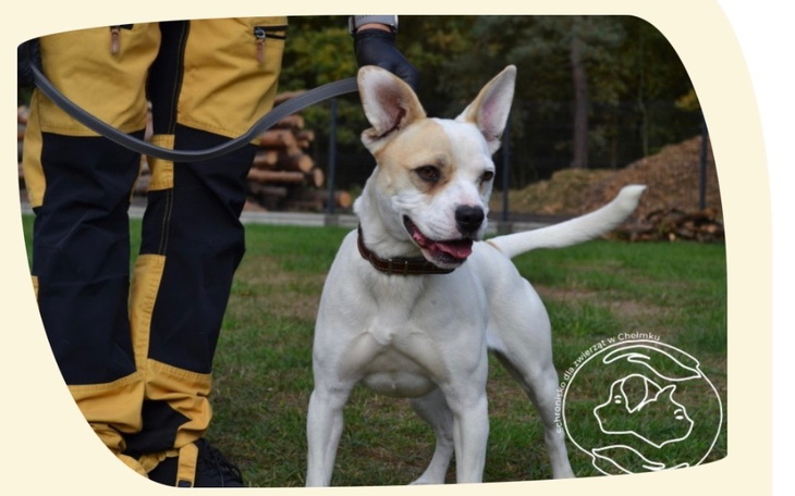 Pies na smyczy, uśmiechnięty, w otoczeniu natury.