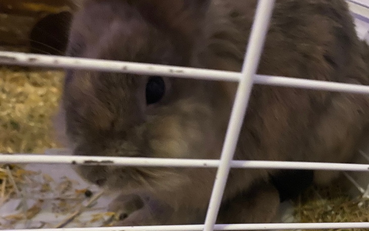 Zbiórka Na ratunek bobikowi - zdjęcie główne