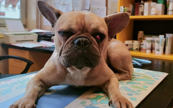 Zbiórka Pomoc dla Buldoga- MIA - zdjęcie główne