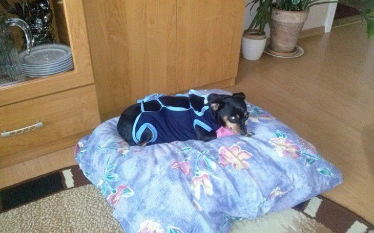 Pies w niebieskim ubranku, leżący na poduszce.