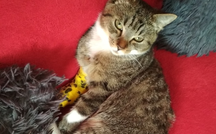 Zbiórka Operacja Tygryska - zdjęcie główne