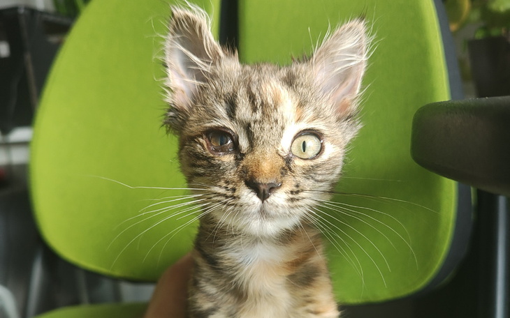 Zbiórka Operacja naszej kici - zdjęcie główne