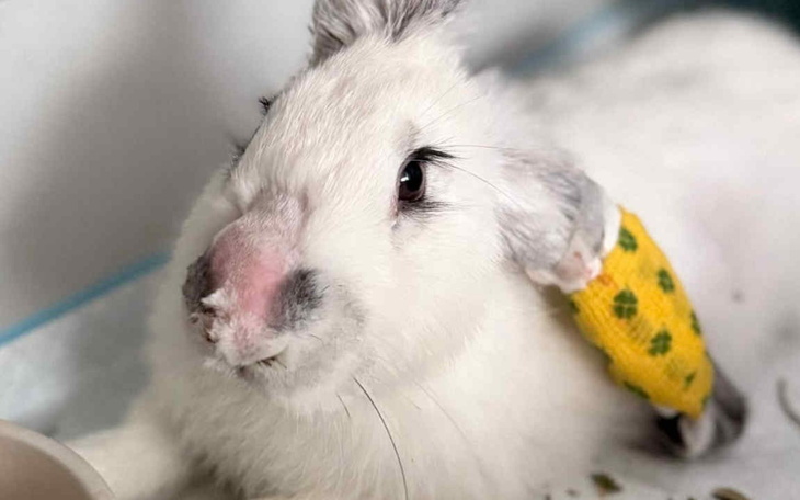 Biały królik z opatrunkiem na nodze, leży na podłożu.