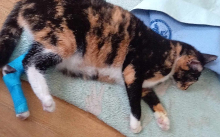 Zbiórka pomoc szarli - zdjęcie główne