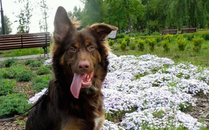 Zbiórka Dysplazja - Pomóż młodemu biegać - zdjęcie główne