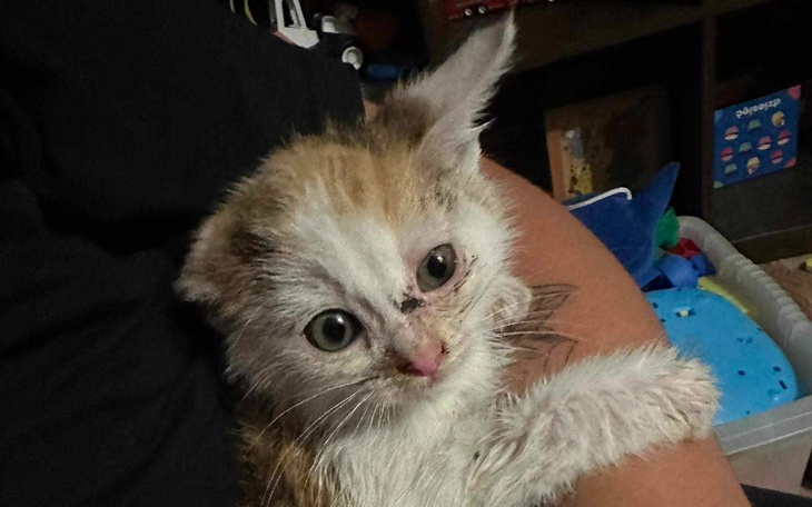 Zbiórka Jesienne porządki bk - zdjęcie główne