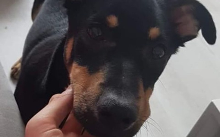 Zbiórka Walka o łapę Bruna - zdjęcie główne