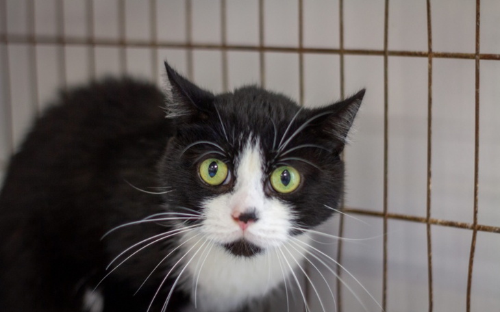 Zbiórka Skarbonka dla Kaktusa i Zozola - zdjęcie główne