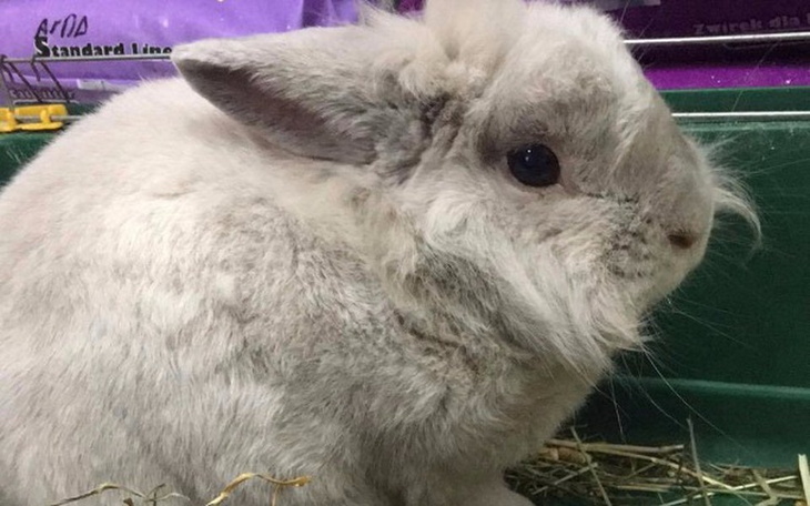 Zbiórka Króliczy Staruszek - zdjęcie główne