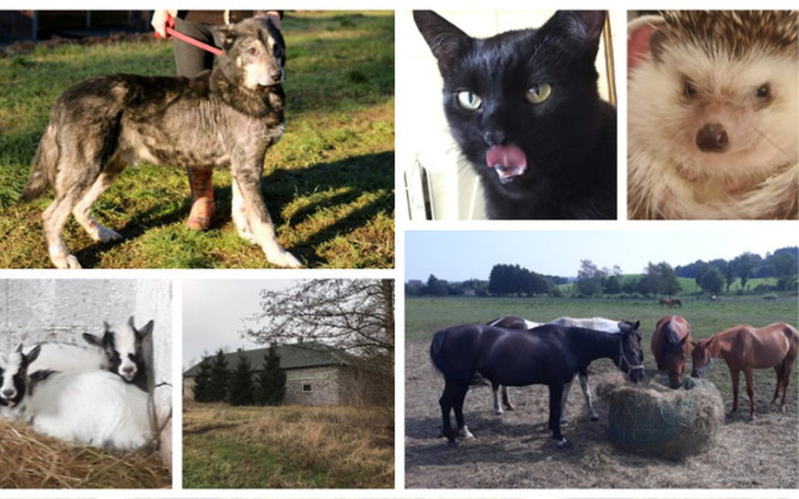 Zbiórka Budowa Arki - zdjęcie główne