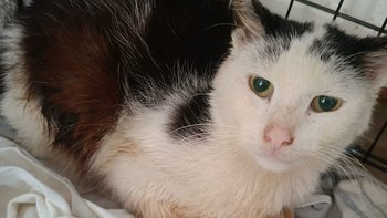 Zbiórka ALBERT - W Drodze po ŻYCIE ! - miniaturka zdjęcia