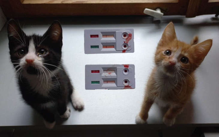 Zbiórka Na testy i szczepienia Maluchów - zdjęcie główne