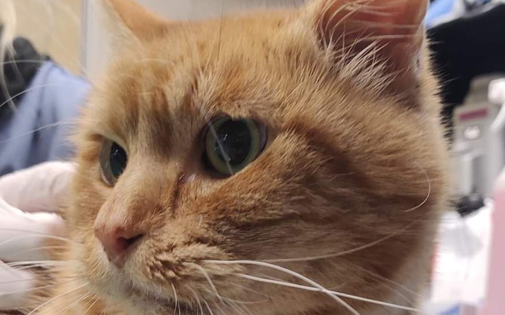 Zbiórka Walka o życie Rudolfa - zdjęcie główne