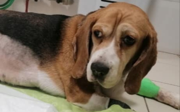 Zbiórka Sonia po wypadku walczy o życie - zdjęcie główne