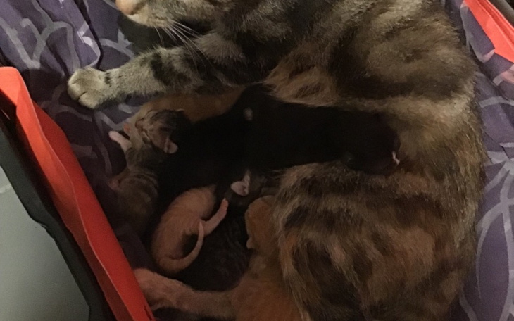 Zbiórka Błagam pomóżcie nam. - zdjęcie główne