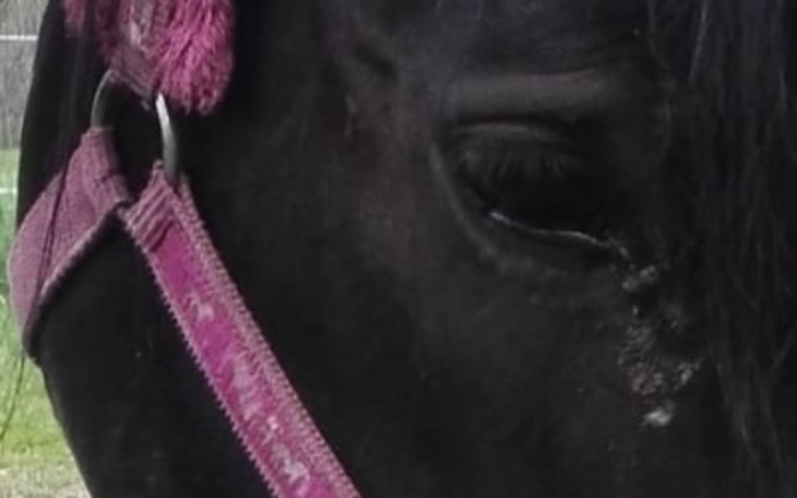 Zbiórka Frezja - klacz, która chce żyć - zdjęcie główne