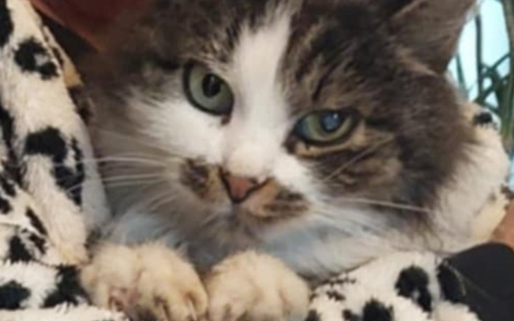 Zbiórka Leczenie kota z chorymi nerkami - zdjęcie główne