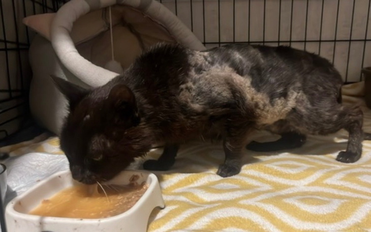 Kot pijący z miski, z widocznymi problemami zdrowotnymi.