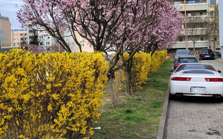 Kwitnące drzewa w wiosennej scenerii, z samochodem w tle.
