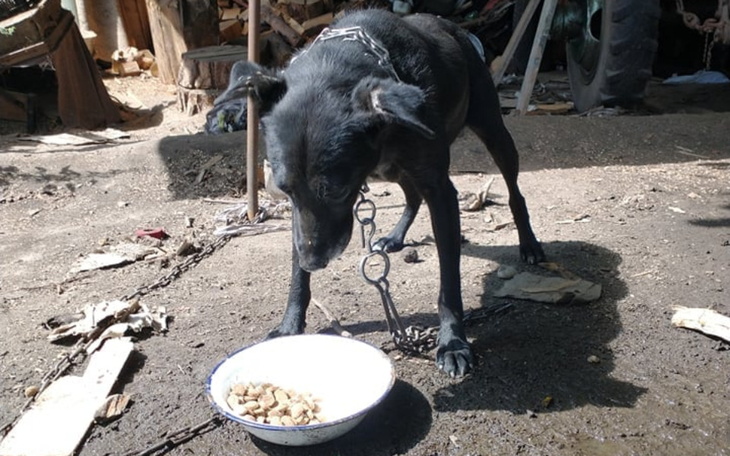 Zbiórka Ciężarna Czika w kolczatce - zdjęcie główne