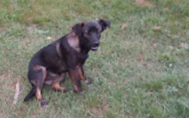 Zbiórka Pomoc suniom spod lasu. - zdjęcie główne