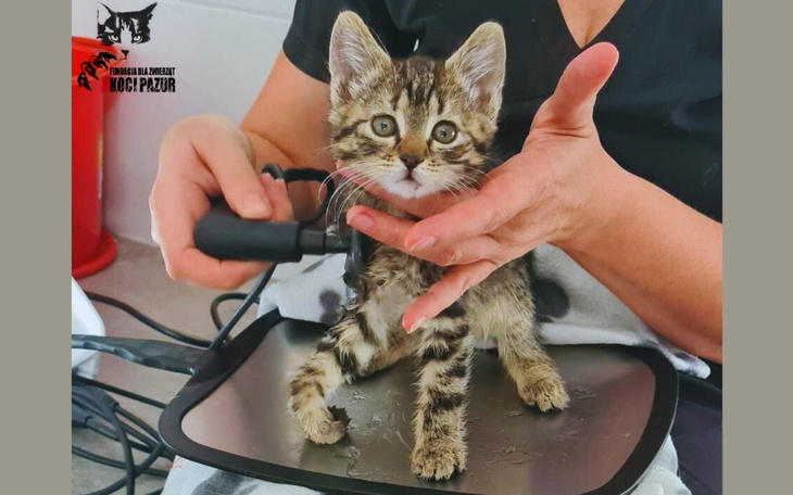 Zbiórka Dla maleńkiej Yumi na start - zdjęcie główne