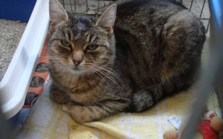 Kot w klatce, leżący na żółtej ściereczce, z wyrazem twarzy.