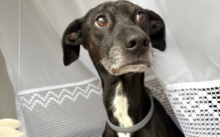 Zbiórka Chora trzustka Blekiego - zdjęcie główne