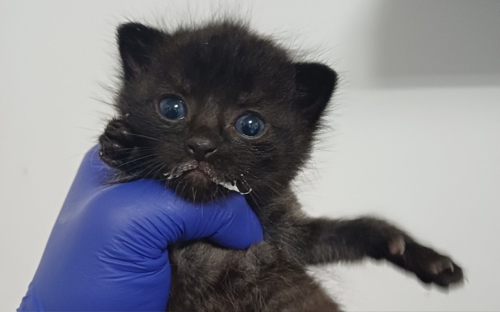 Zbiórka Ofiary ludzkiej ignorancji... - zdjęcie główne