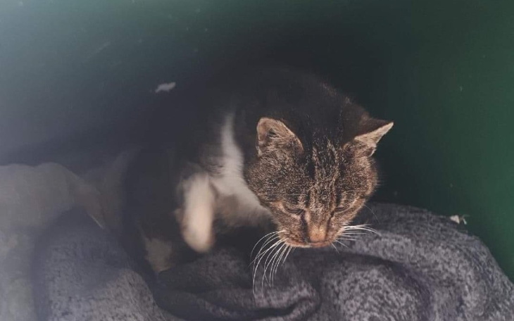 Zbiórka Mrozy dały mu w kość - zdjęcie główne