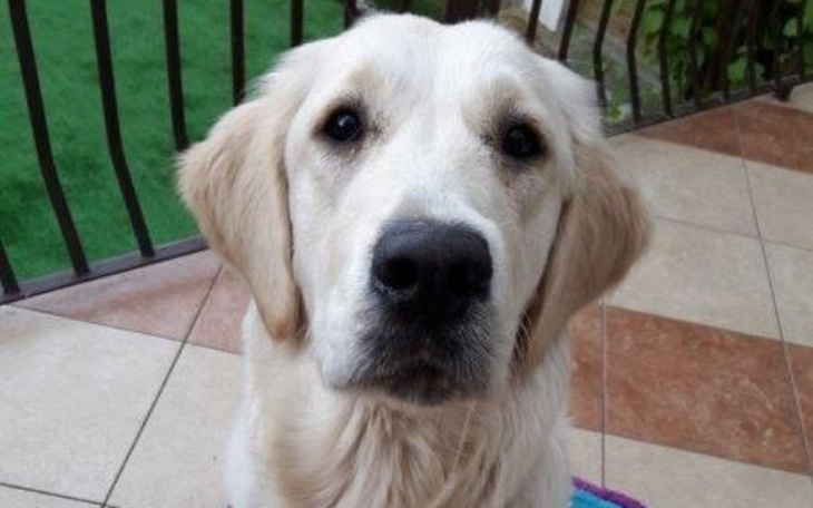 Zbiórka BELLA walczy o nowe PROTEZY - zdjęcie główne