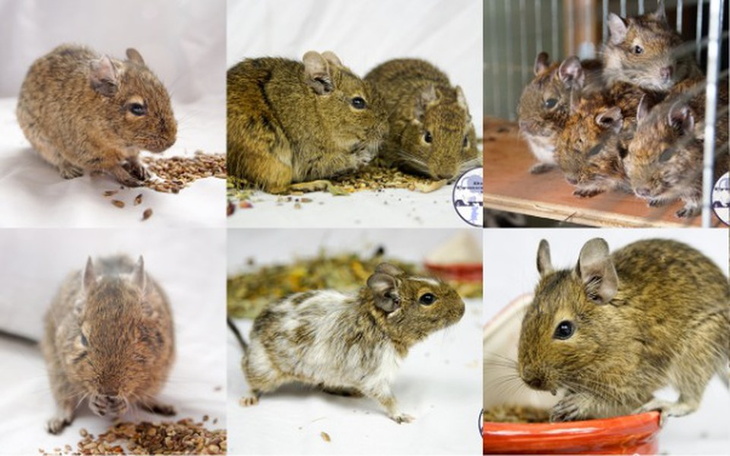 Zbiórka Koszatniczki u Aruru - zdjęcie główne