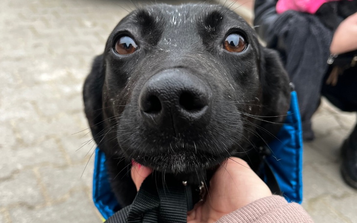 Zbiórka Wesprzyj PIOZ - zdjęcie główne