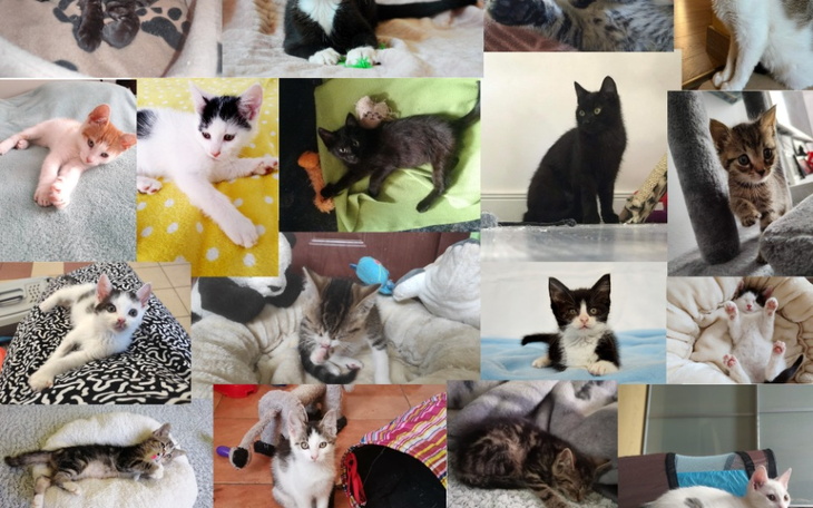 Zbiórka Na puszki dla kociaków - zdjęcie główne